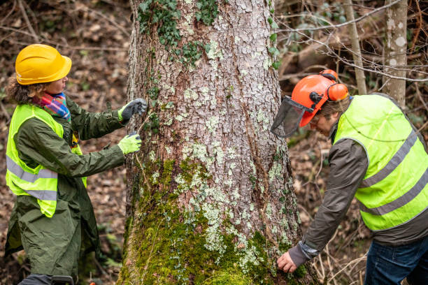  Cottonwood, MN Tree Services Pros